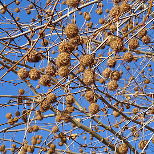 Bastard-Platane / Platanus x hispanica